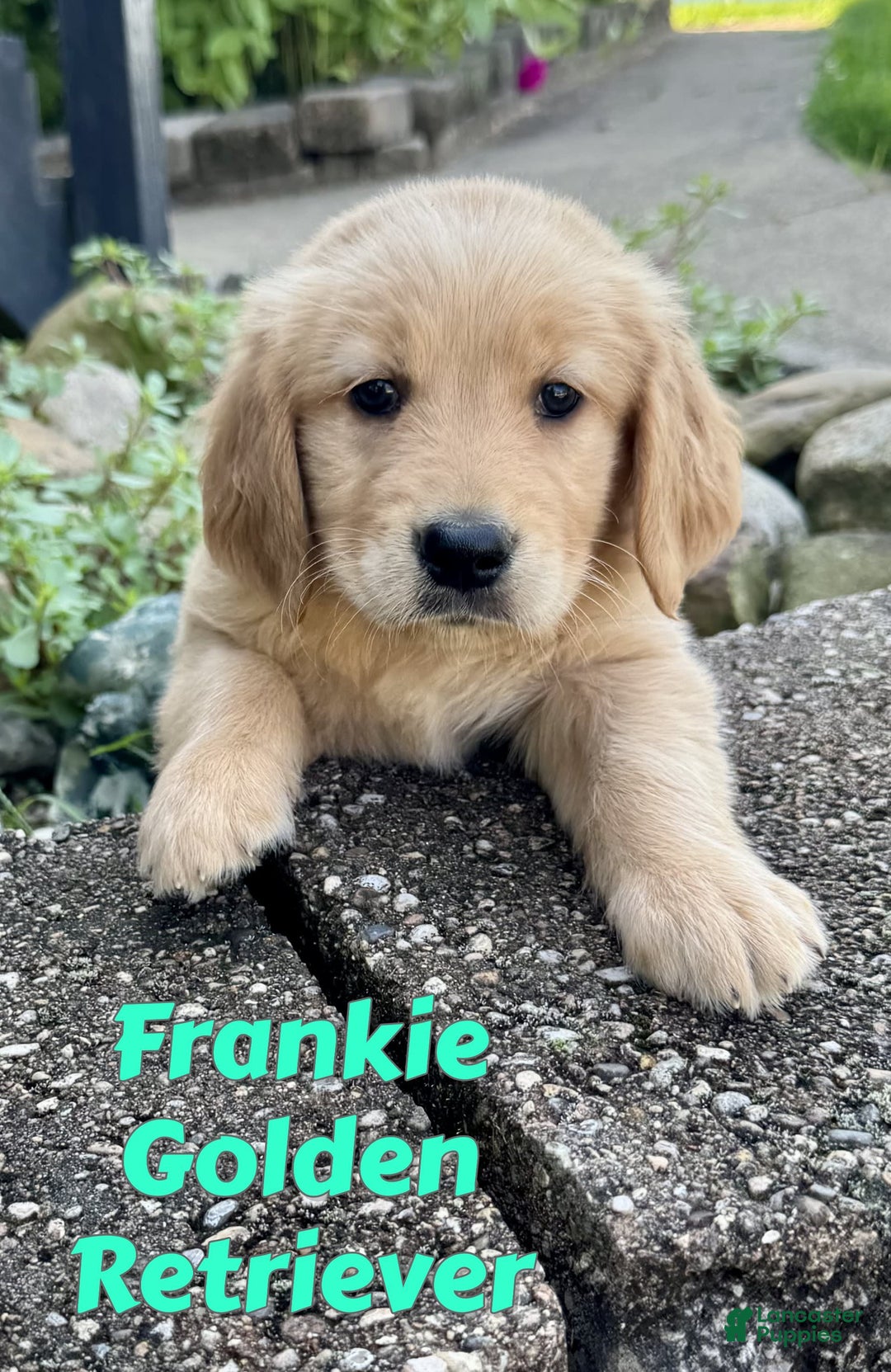 Golden Retriever dogs for sale: Frankie - Image 2