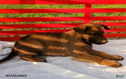 Belgian Malinois dogs for sale: Jett - Image 1