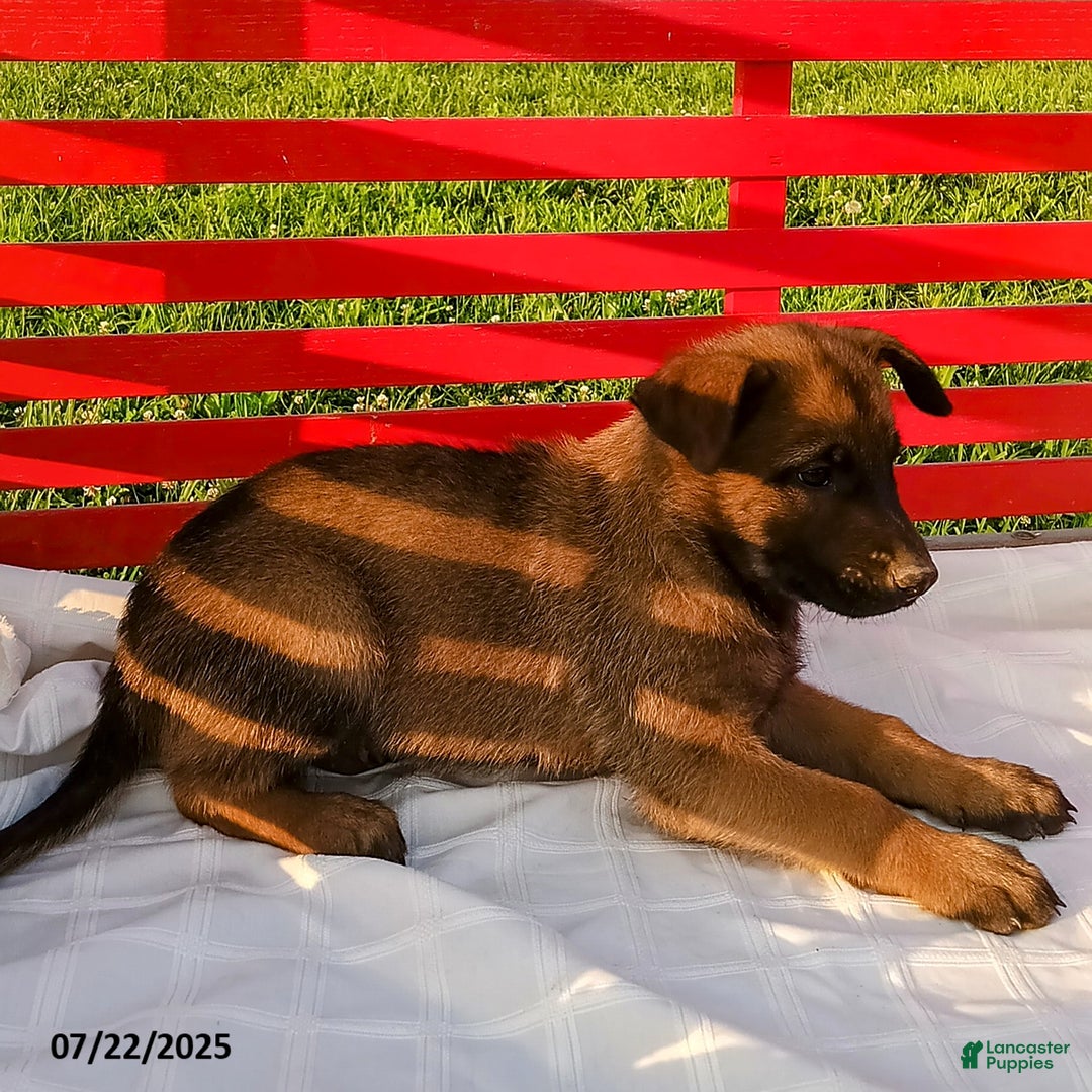 Belgian Malinois dogs for sale: Jett - Image 1