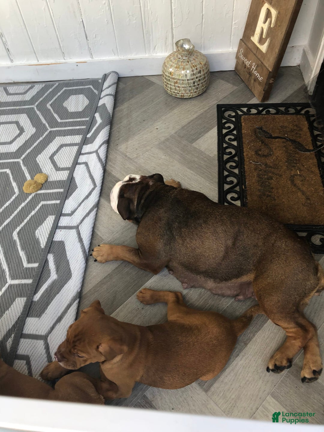English Bulldog dogs for sale: Maggie - Image 2