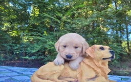 Golden Retriever dogs for sale: Maggie - Image 1