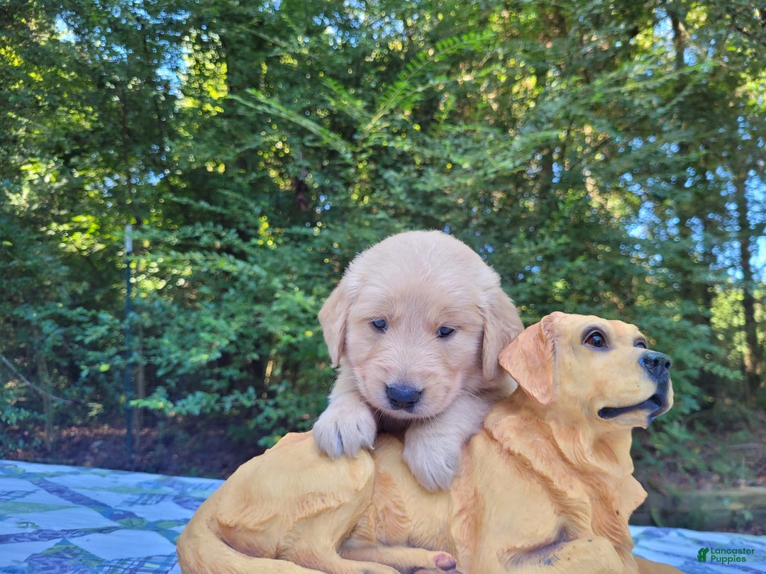 Golden Retriever dogs for sale: Maggie - Image 1
