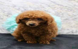 Miniature Poodle dogs for sale: Proctor - Image 5