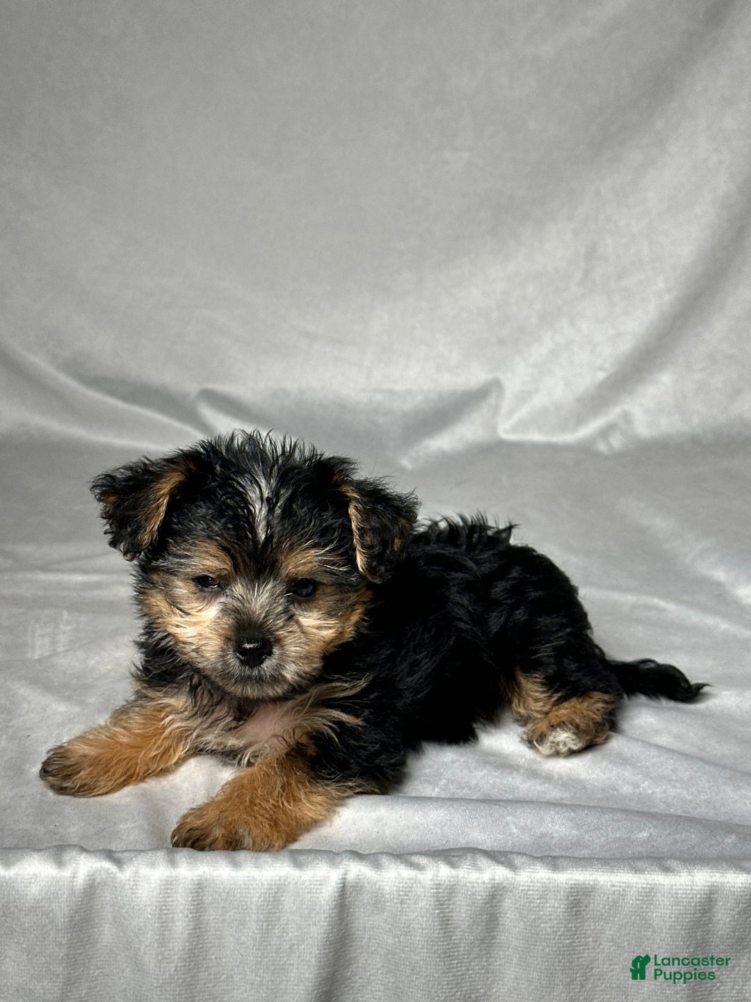 Yochon dogs for sale: Easton - Image 2