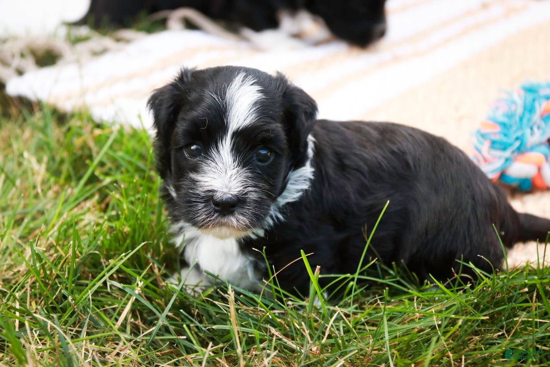 Havanese dogs for sale: Eeyore - Image 4