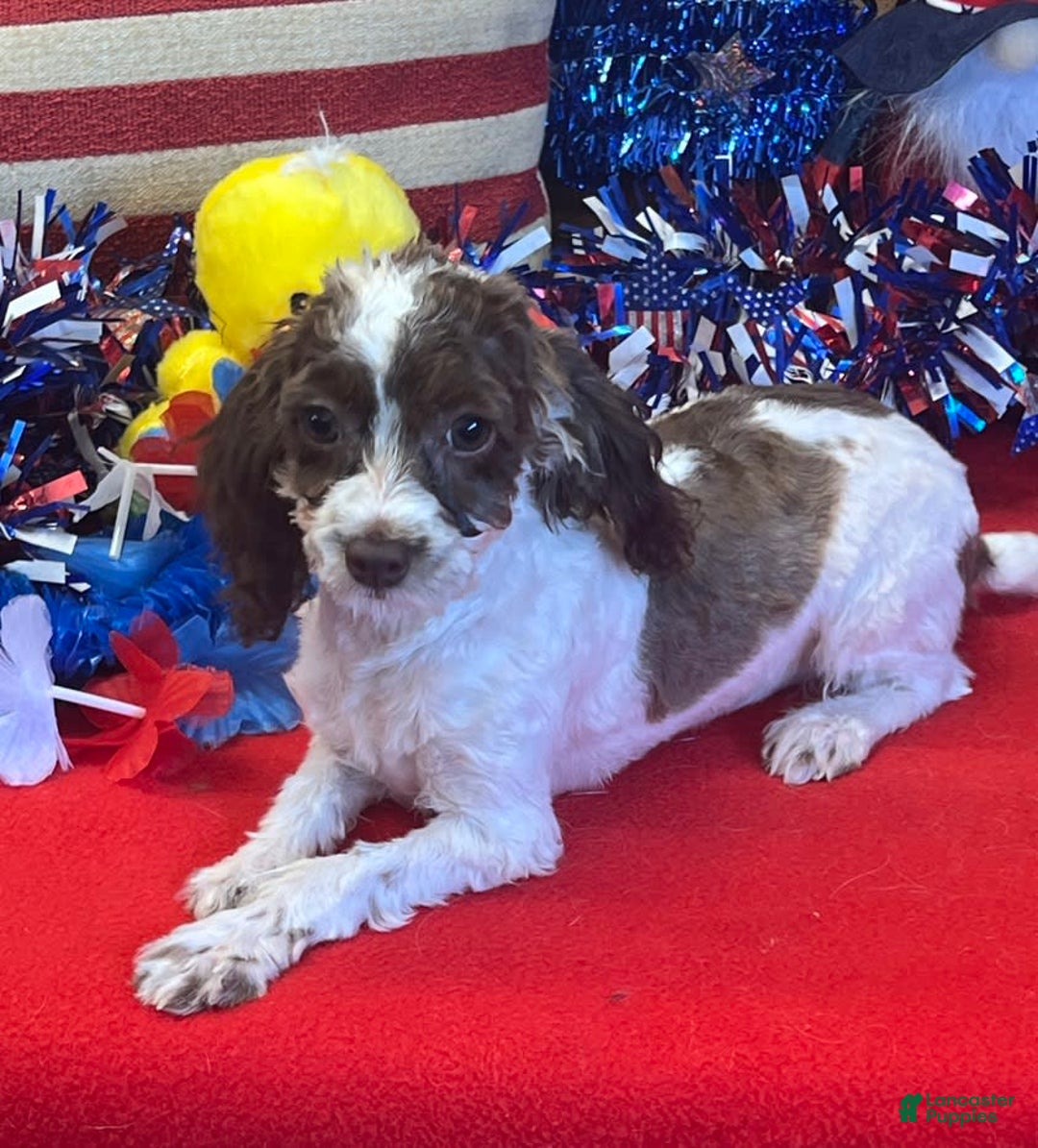 Cockapoo dogs for sale: Bessie - Image 1