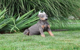 Doberman Pinscher dogs for sale: Sarge - Image 2