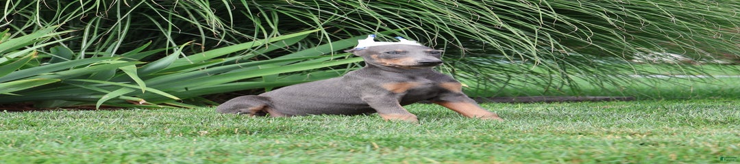 Sarge