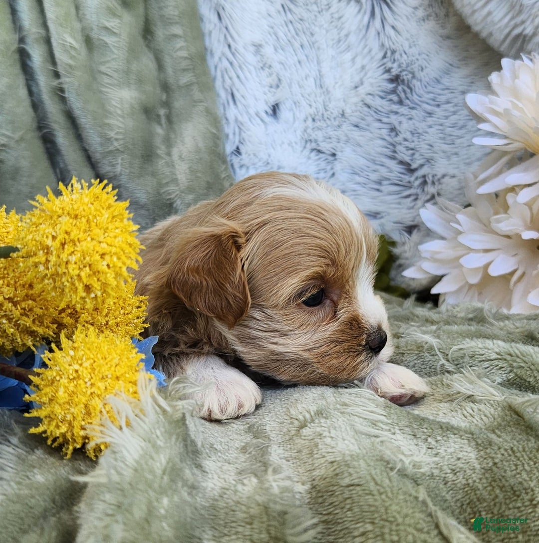 Shihpoo dogs for sale: Aspen - Image 14