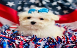 Maltese dogs for sale: Petey - Image 2