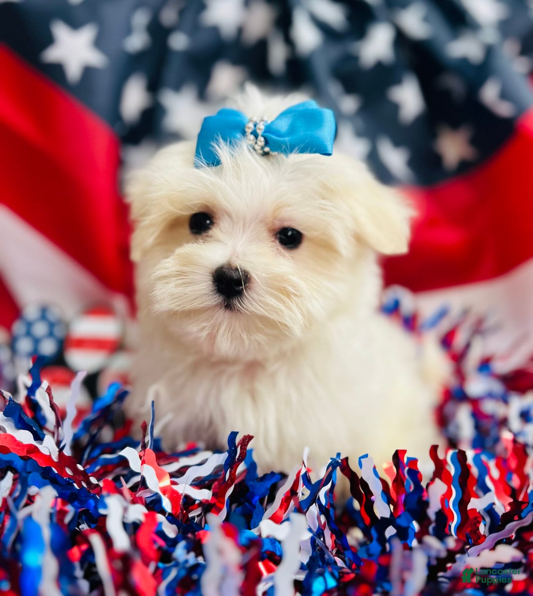 Maltese dogs for sale: Petey - Image 2