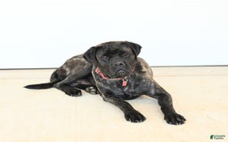 English Mastiff dogs for sale: Theresa - Image 11