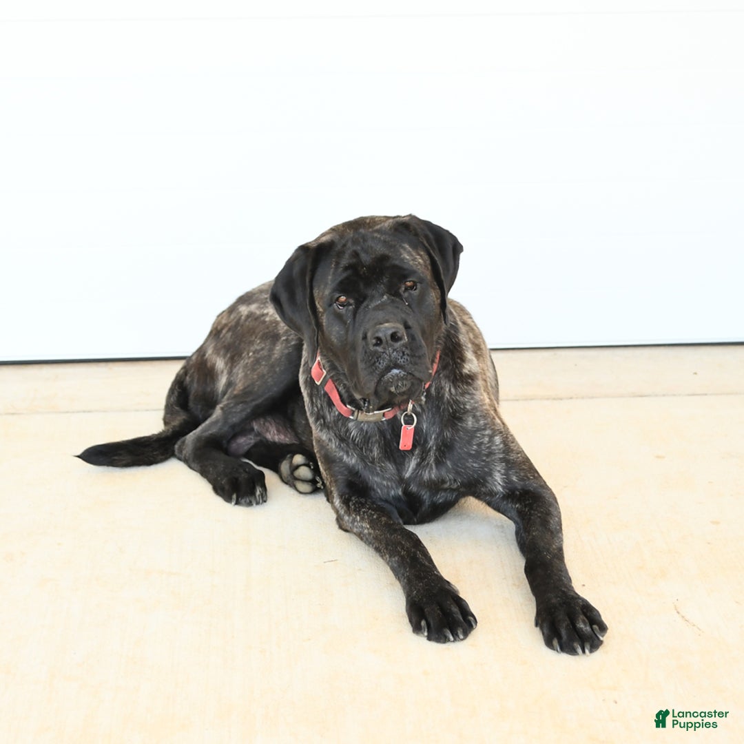 English Mastiff dogs for sale: Theresa - Image 11