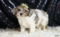 Yorkiepoo dogs for sale: Zeke - Image 7