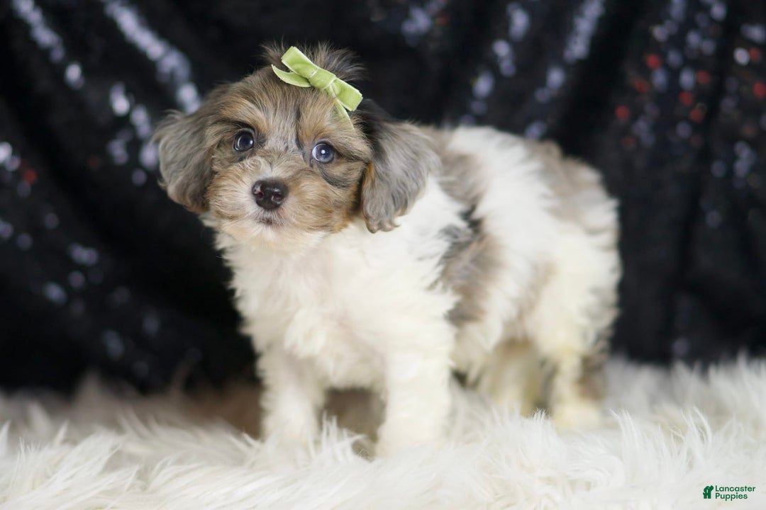 Yorkiepoo dogs for sale: Zeke - Image 7
