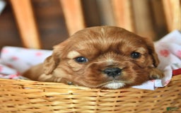 Cavalier King Charles Spaniel dogs for sale: Flossie - Image 4