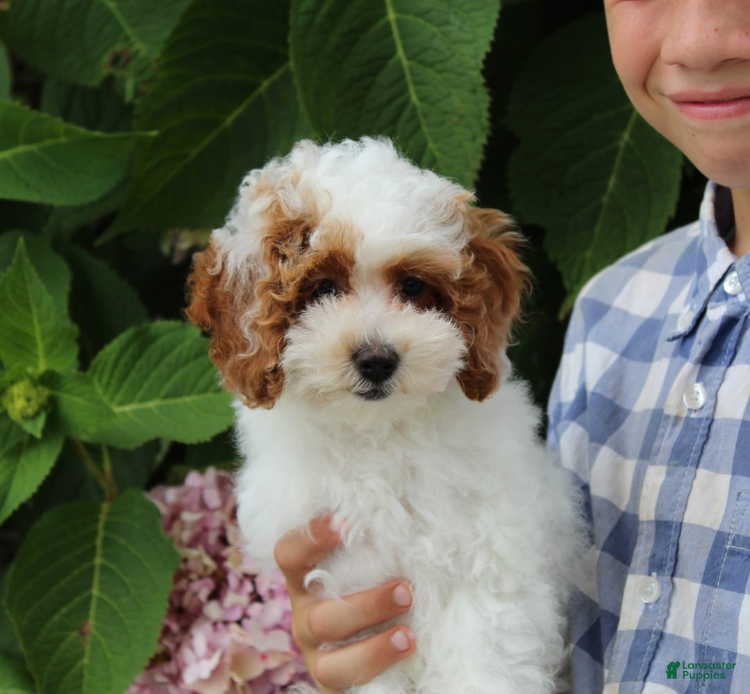 Miniature Poodle dogs for sale: Lily - Image 39