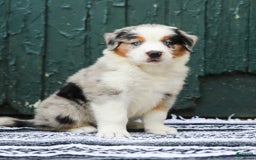 Australian Shepherd dogs for sale: Forest - Image 9