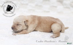 Cane Corso dogs for sale: "rosalia" - Image 6