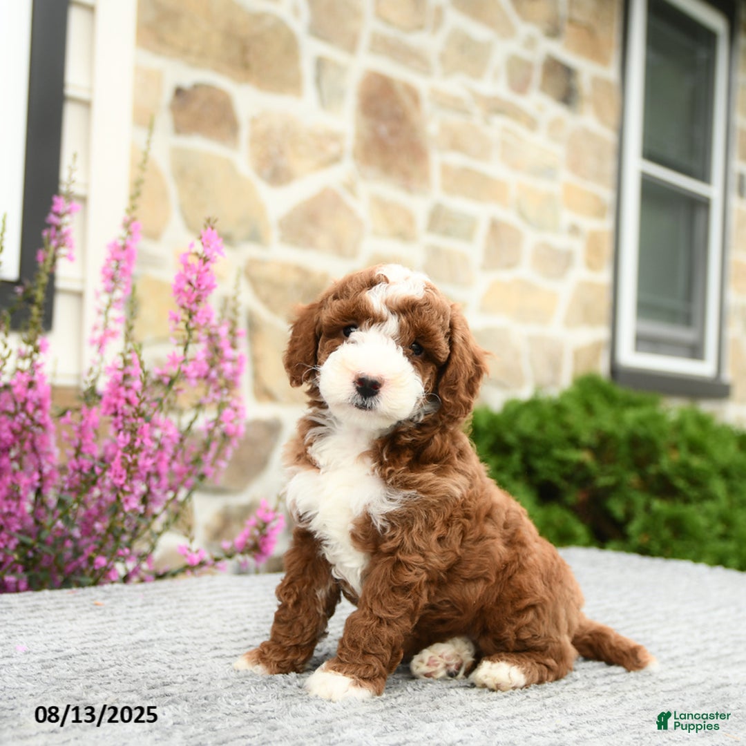 Mini Goldendoodle dogs for sale: Cooper - Image 5