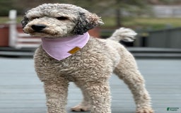 Bernedoodle dogs for sale: Reese- medium - Image 4