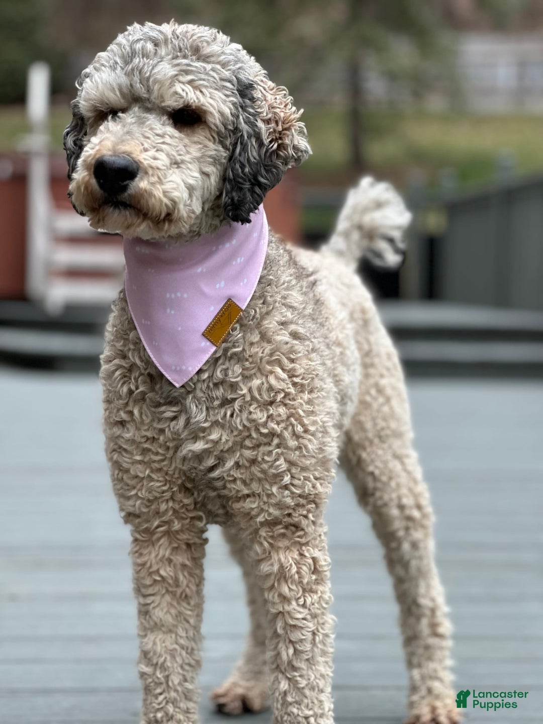 Bernedoodle dogs for sale: Reese- medium - Image 4