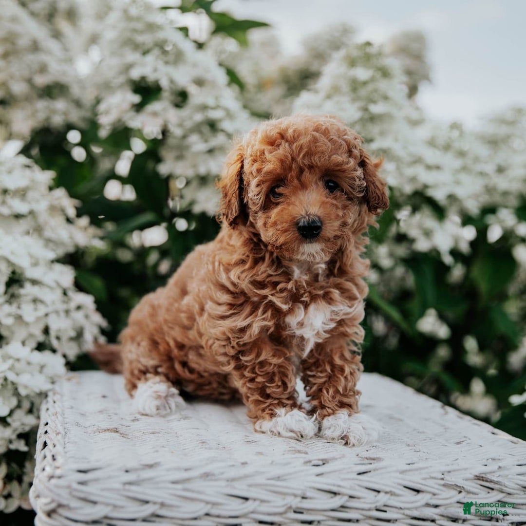 Miniature Poodle dogs for sale: Poppy - Image 11
