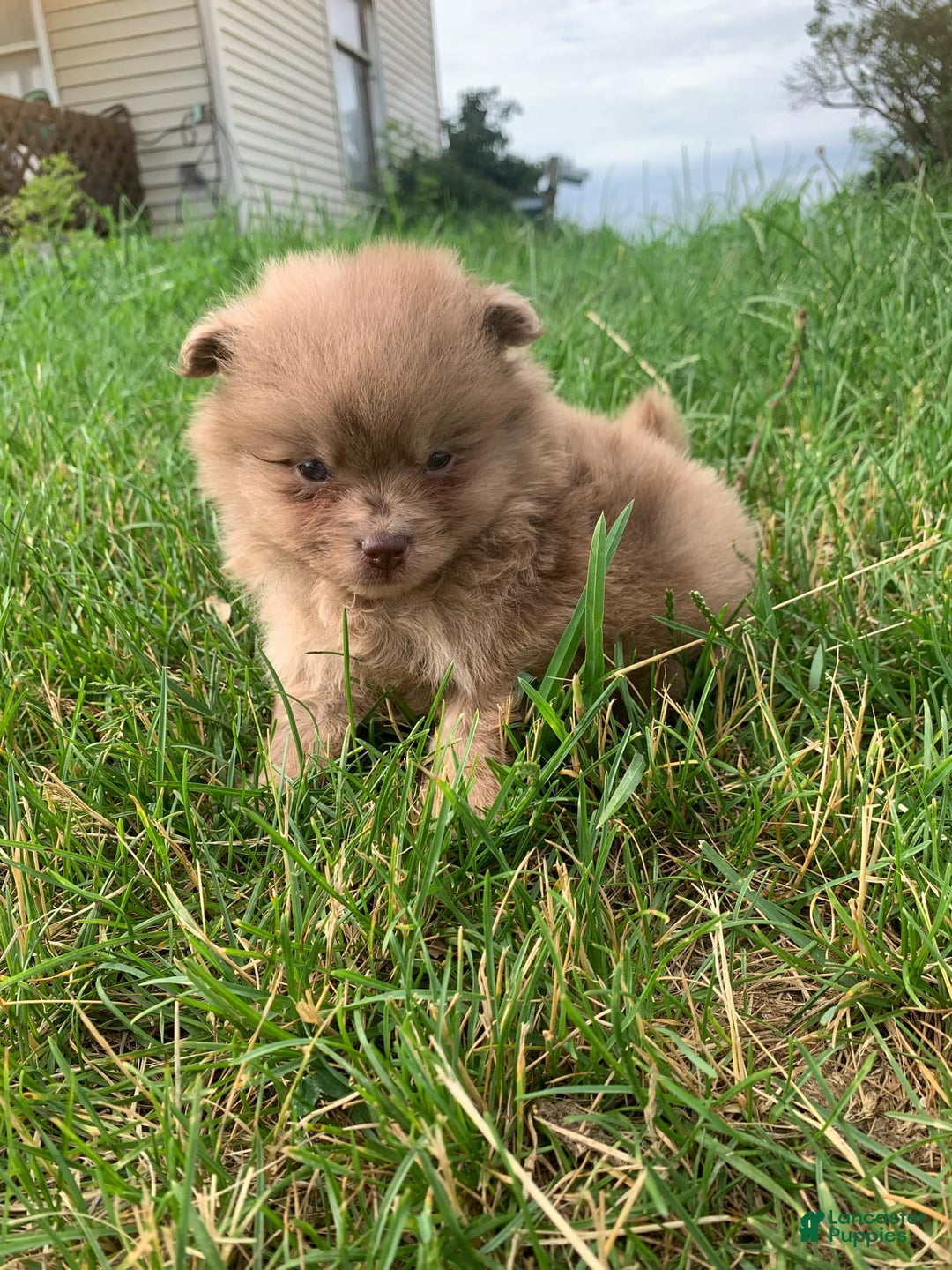 Pomeranian dogs for sale: Merle - Image 6