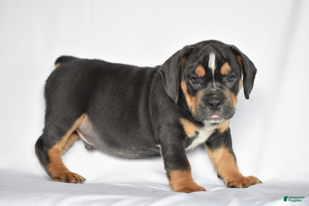 Beabull dogs for sale: Duke - Image 8