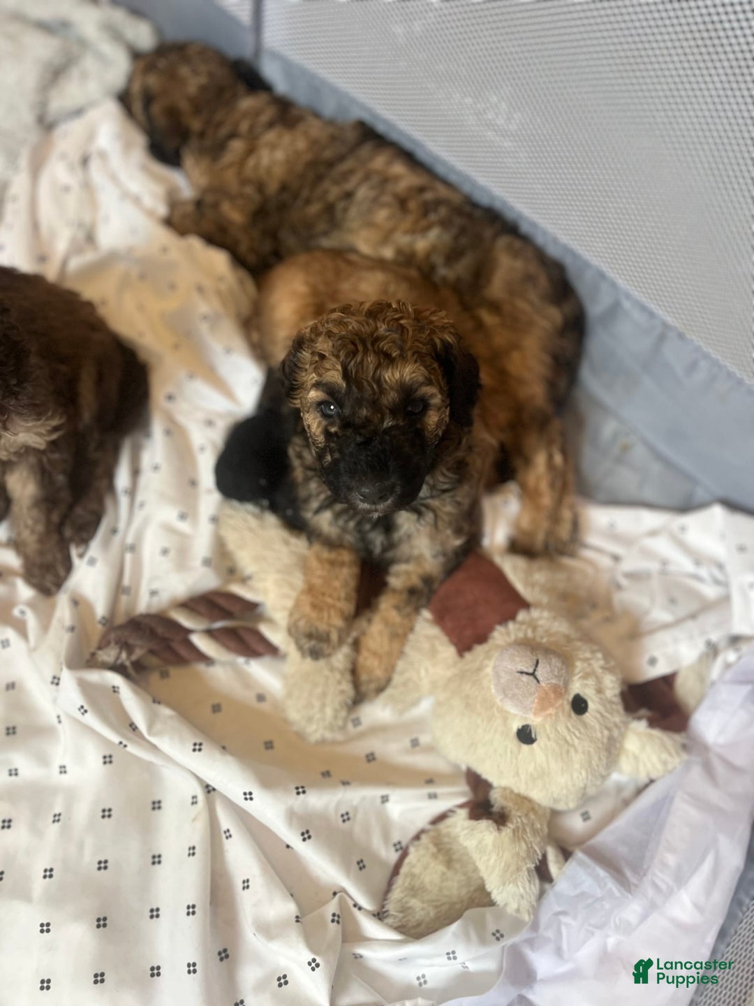 Standard Poodle dogs for sale: Mia - Image 2