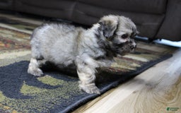 Havanese dogs for sale: Charlie - Image 5