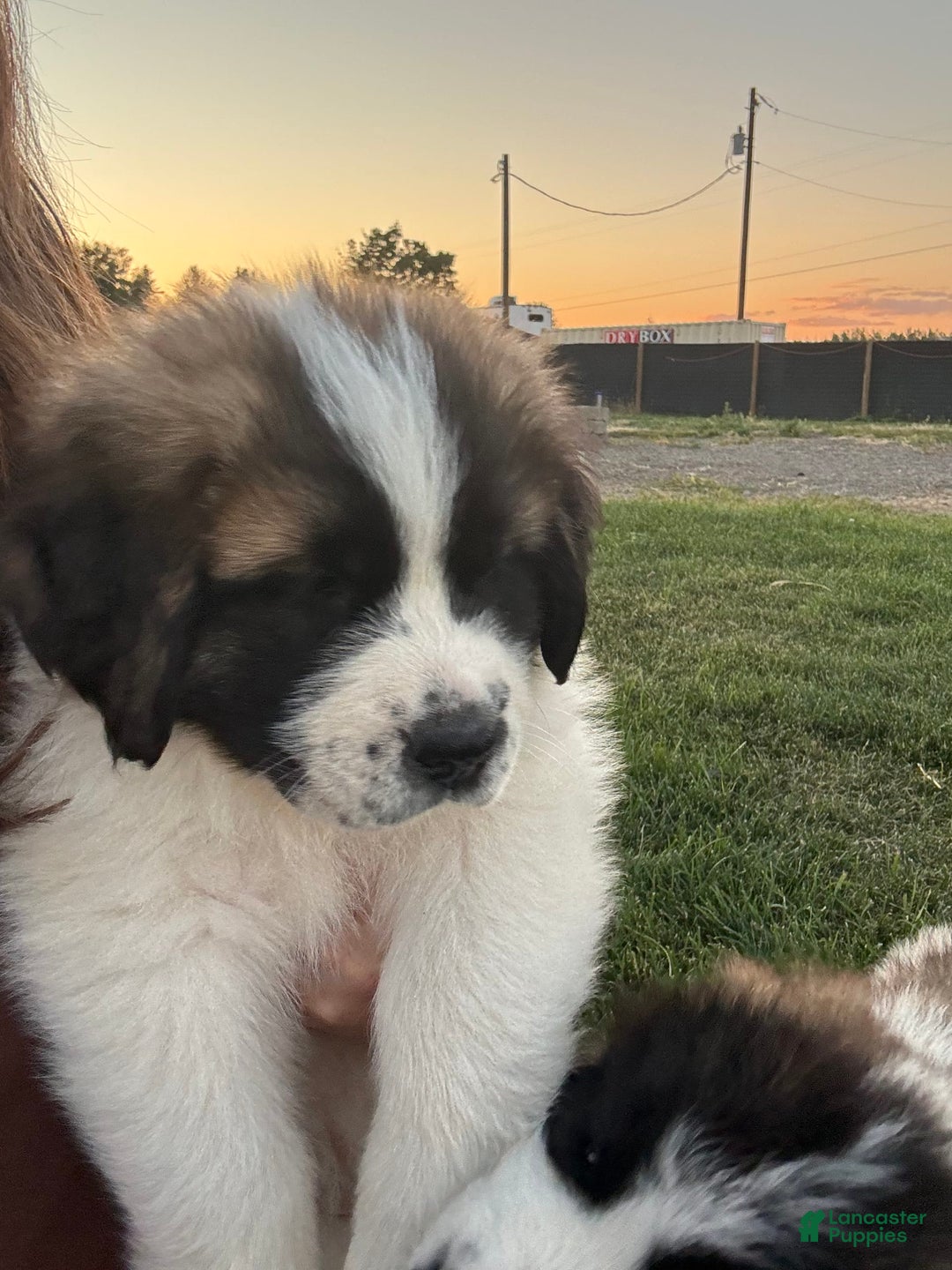 Saint Bernard dogs for sale: Jane Doe3 - Image 1