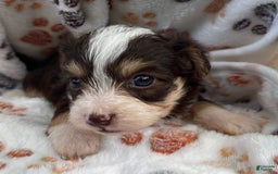 Yorkiepoo dogs for sale: Ranger - Image 5