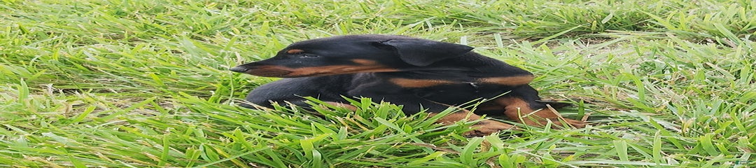 Benny