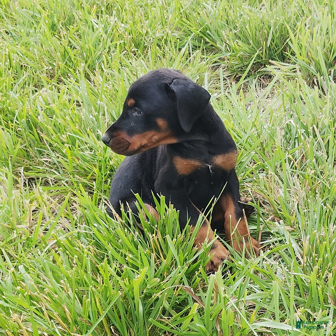 Doberman Pinscher dogs for sale: Benny - Image 3