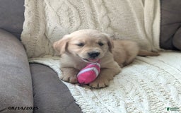Golden Retriever dogs for sale: Millie - Image 3