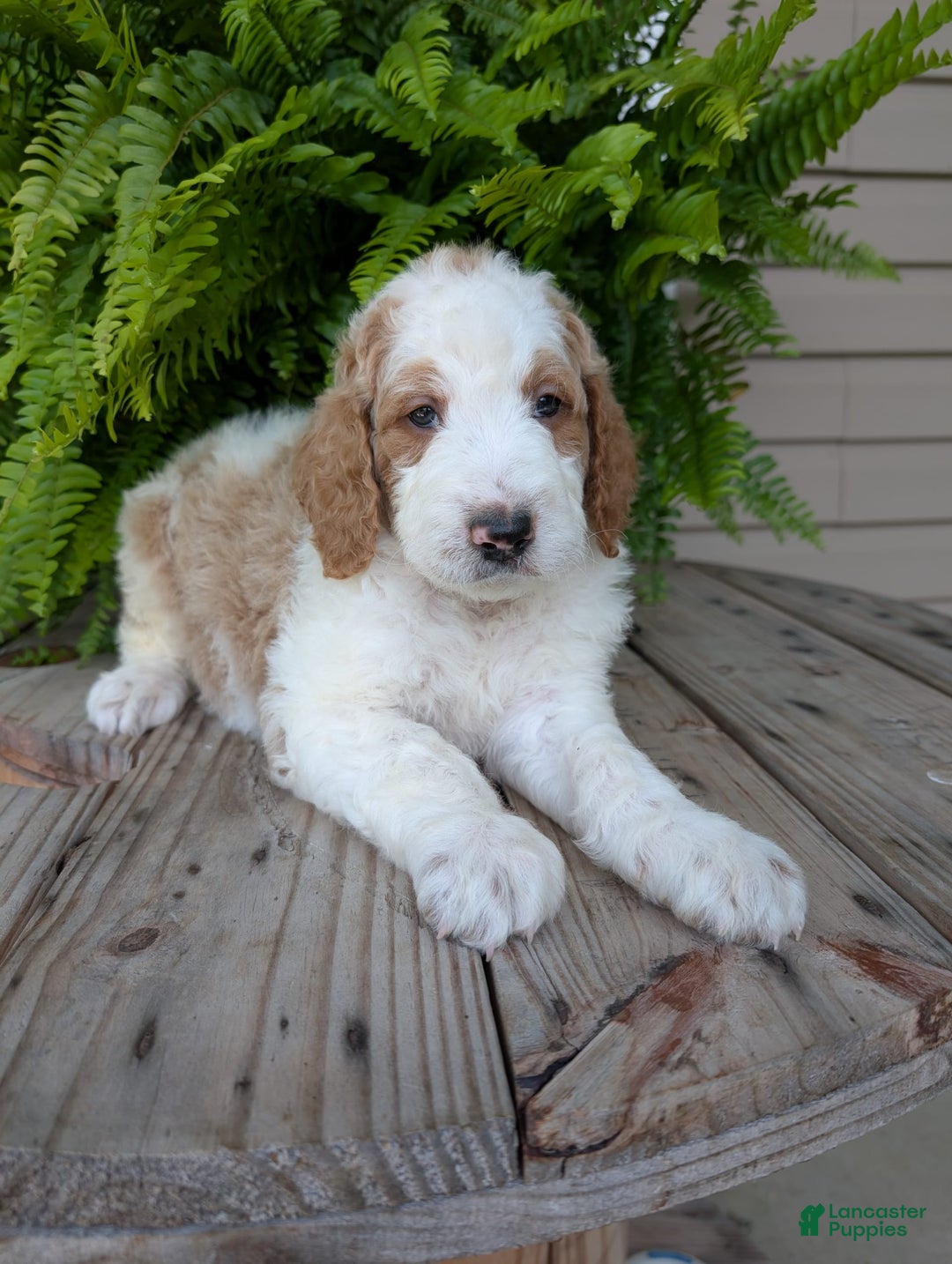 Goldendoodle dogs for sale: Ace - Image 23