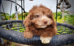 Havapoo dogs for sale: Rosie - Image 16