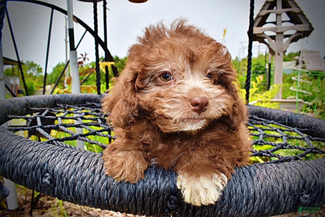 Havapoo dogs for sale: Rosie - Image 16