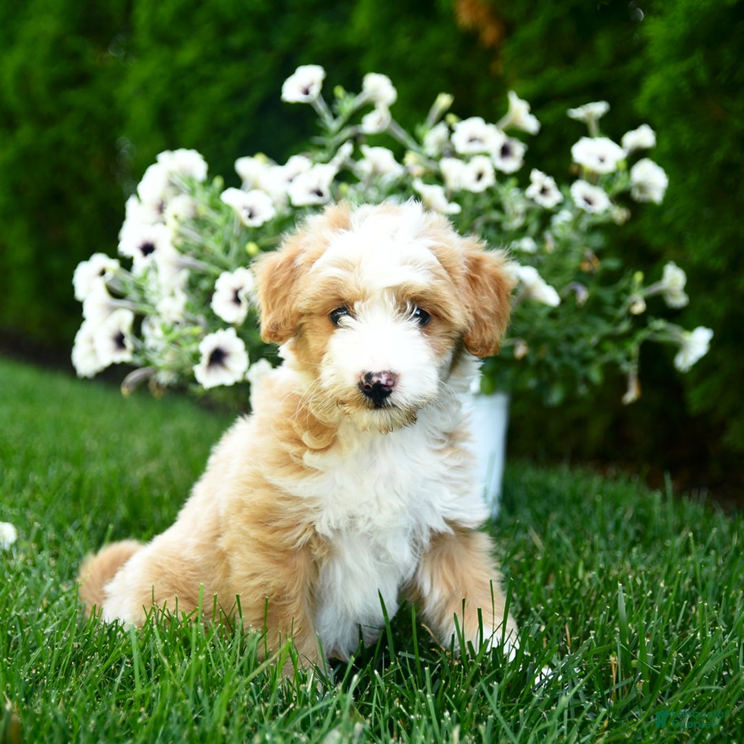 Mini Goldendoodle dogs for sale: Lassie - Image 2