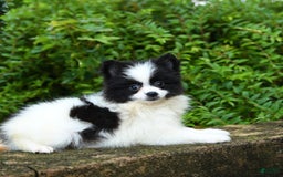 Pomeranian dogs for sale: Oreo - Image 2