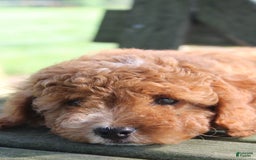 Cavapoo dogs for sale: Sterling - Image 7
