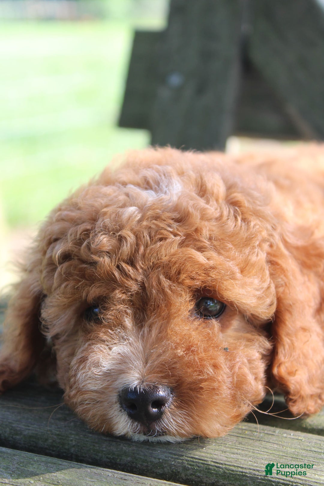 Cavapoo dogs for sale: Sterling - Image 7