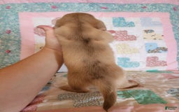Miniature Dachshund dogs for sale: Chase - Image 8