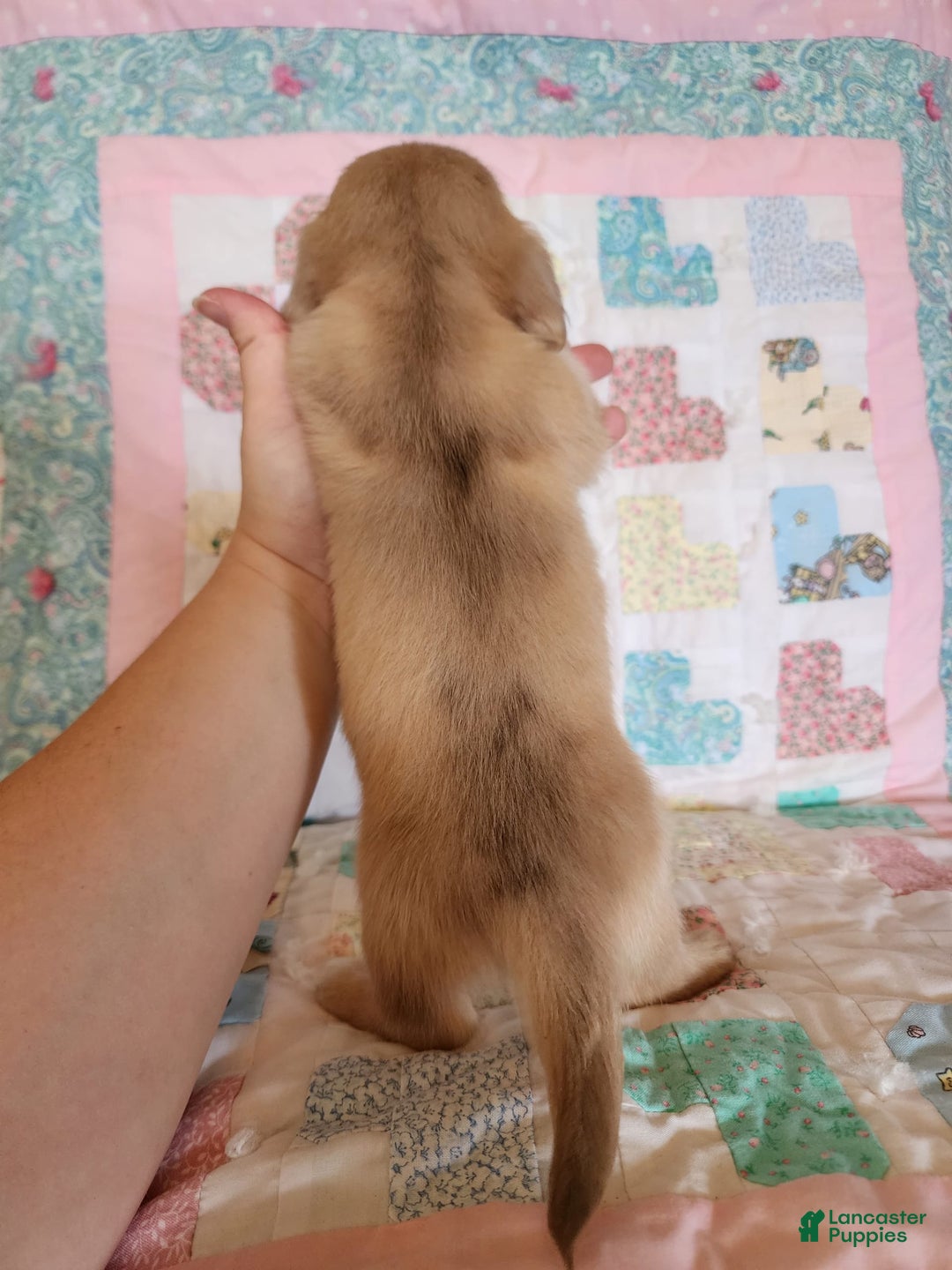 Miniature Dachshund dogs for sale: Chase - Image 8