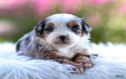 Mini Bernedoodle dogs for sale: Macy - Image 13