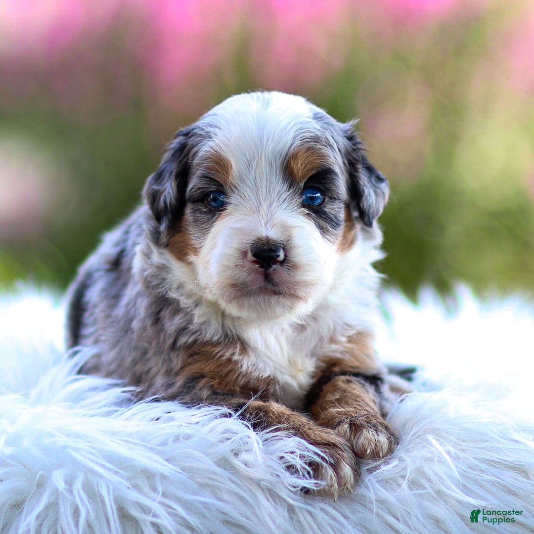 Mini Bernedoodle dogs for sale: Macy - Image 13