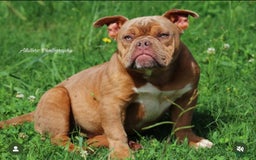American Bully dogs for sale: Choco - Image 1