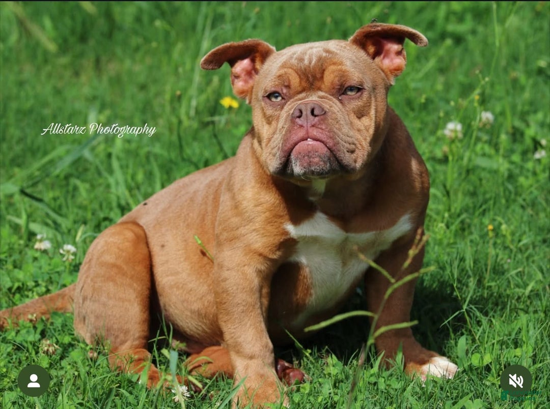 American Bully dogs for sale: Choco - Image 1
