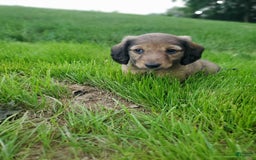 Dachshund dogs for sale: Lena - Image 18